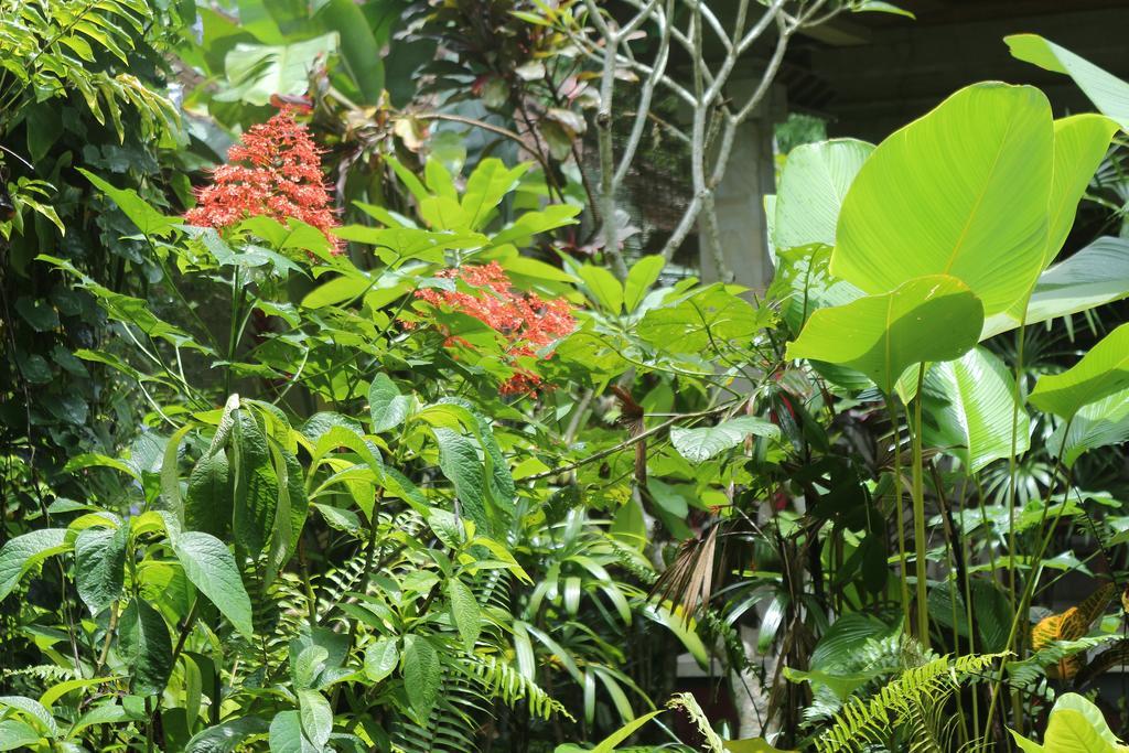 Karang Mesari Ubud Guest House Luaran gambar